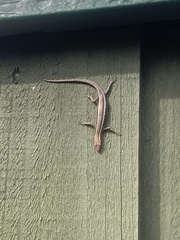 Cryptoblepharus pulcher