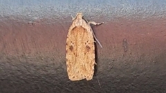 Agonopterix