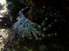 Pachygrapsus marmoratus