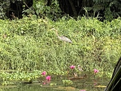 Ardea purpurea