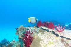 Pomacanthus imperator