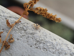 Menemerus semilimbatus