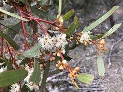 Eucalyptus gracilis