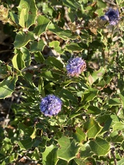 Globularia alypum