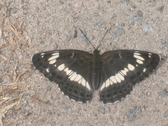 Limenitis camilla
