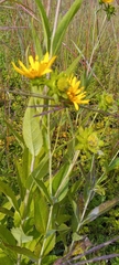 Silphium