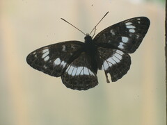 Limenitis camilla