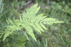 Pteridium aquilinum latiusculum