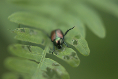 Pteridium aquilinum latiusculum