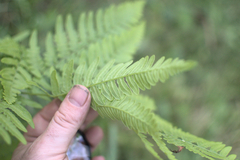 Pteridium aquilinum latiusculum