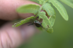 Pteridium aquilinum latiusculum