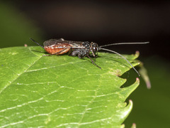 Hymenoptera