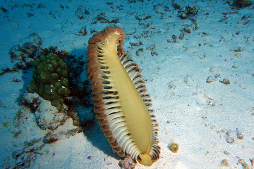 Pteroeides