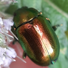 Chrysolina