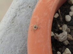 Menemerus semilimbatus