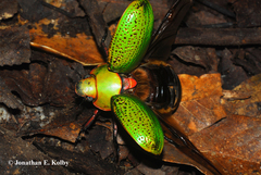 Chrysina spectabilis
