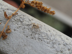 Menemerus semilimbatus