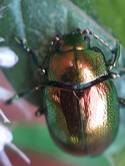 Chrysolina