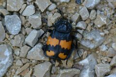 Nicrophorus vespilloides