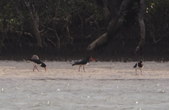Haematopus longirostris