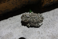 Bufotes viridis sitibundus