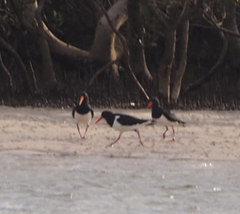 Haematopus longirostris