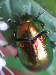 Chrysolina