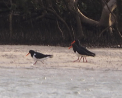 Haematopus longirostris
