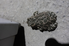 Bufotes viridis sitibundus