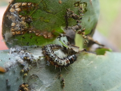 Agriophara leptosemela
