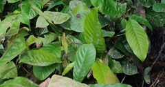 Palaquium obovatum