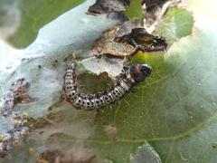 Agriophara leptosemela