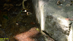 Anotogaster sieboldii