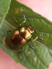Chrysolina
