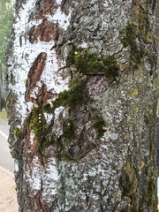 Trentepohlia
