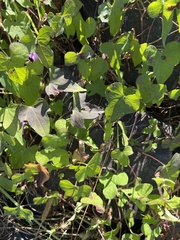Ipomoea triloba