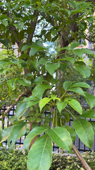 Bischofia javanica