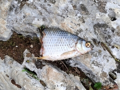 Scardinius erythrophthalmus