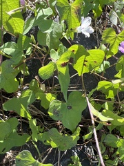 Ipomoea triloba