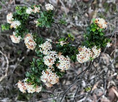 Pomaderris obcordata