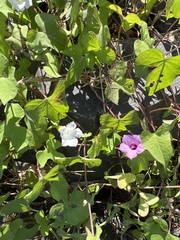 Ipomoea triloba