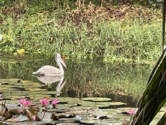 Pelecanus philippensis