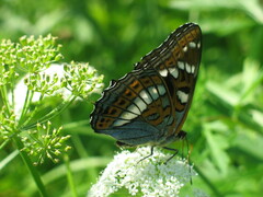 Limenitis populi