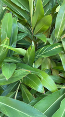 Alpinia zerumbet