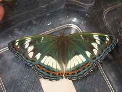 Limenitis populi