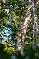 Callosciurus notatus