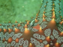 Zenopontonia soror