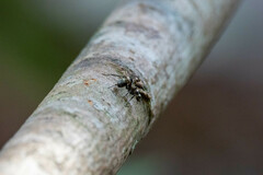 Polyrhachis bihamata