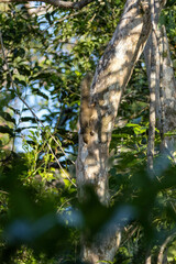 Callosciurus notatus