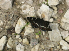 Limenitis populi